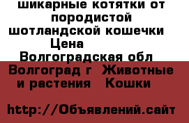 шикарные котятки от породистой шотландской кошечки › Цена ­ 3 500 - Волгоградская обл., Волгоград г. Животные и растения » Кошки   